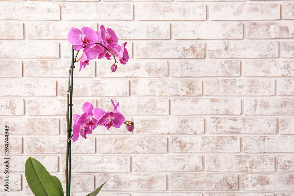 Beautiful orchid plant on brick background