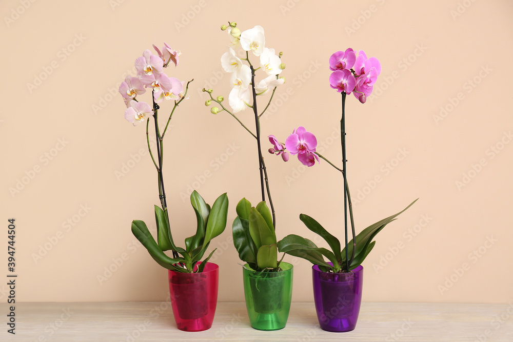 Beautiful orchid plants on table against color background