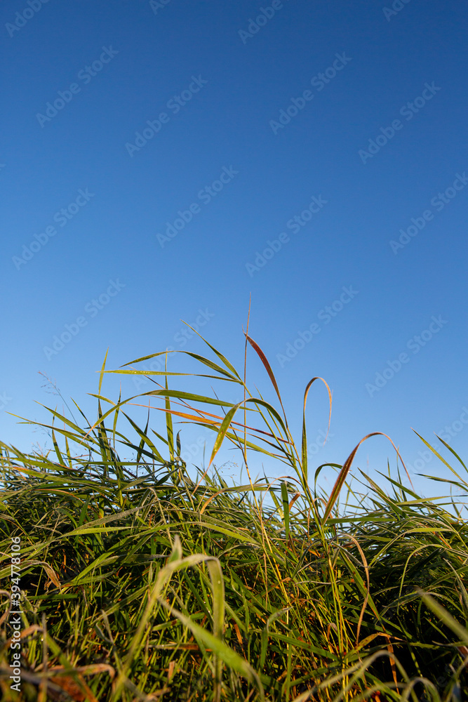 低视角下的草地风景。蓝天。从地面拍摄的图像。复制空间。