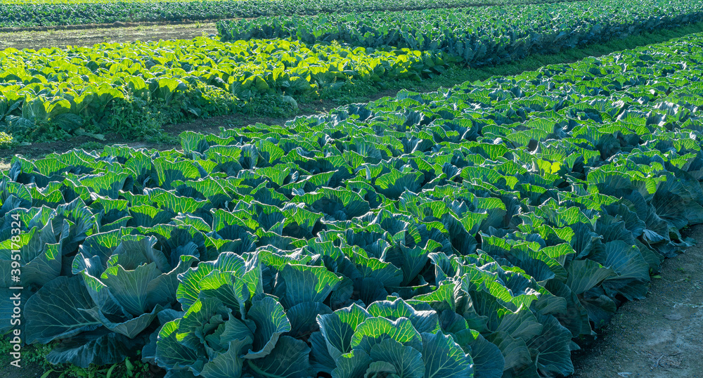 Cabbage Patch in the Morning