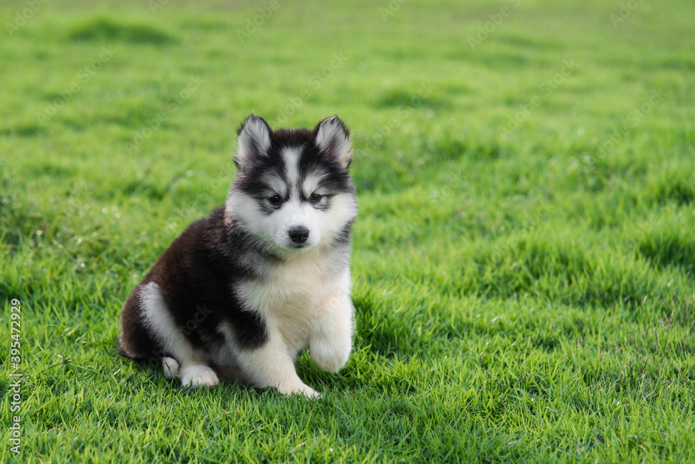 Cute siberian husky puppy on grass