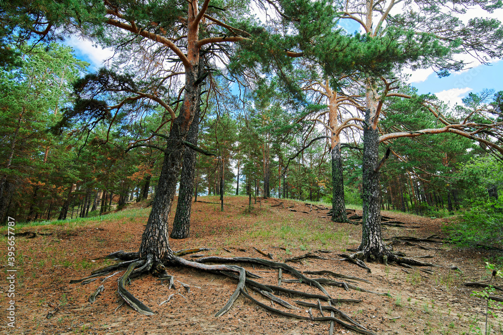 The landscape of Pinus sylvestris in Hailar park of Hulunbuir city of China.