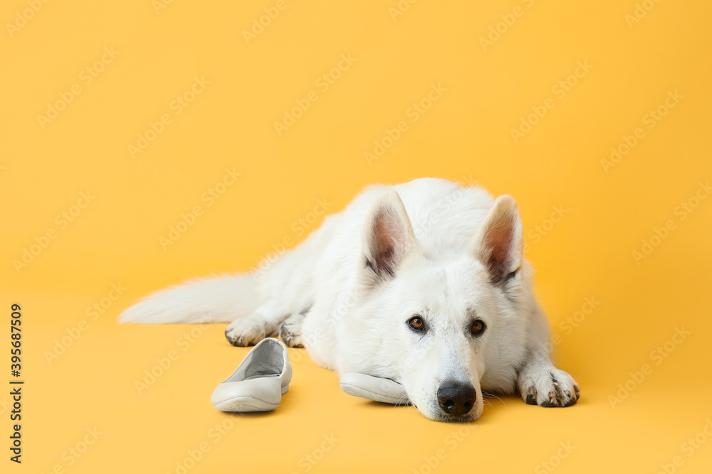 Funny naughty dog playing with shoes on color background