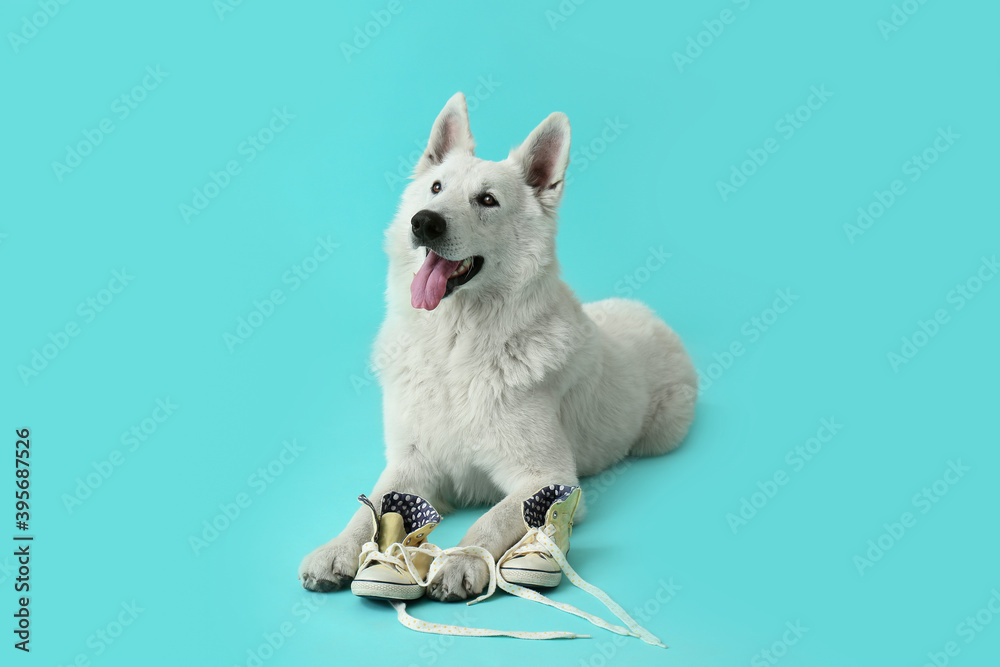 Funny naughty dog with shoes on color background