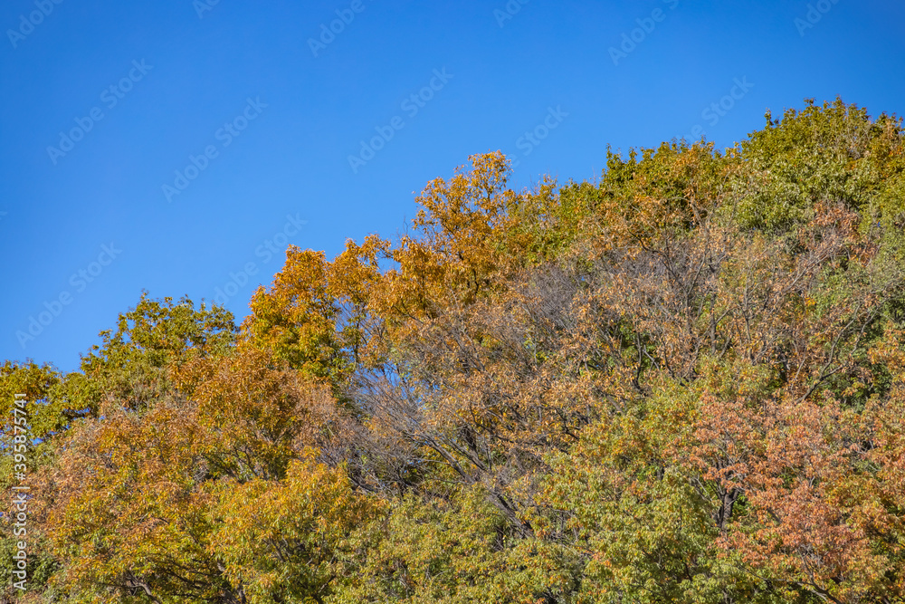 青空と紅葉し始めた木