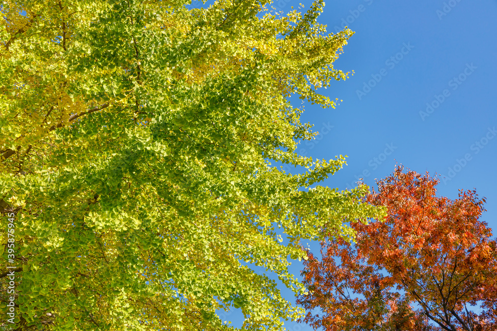 青空と紅葉し始めた木