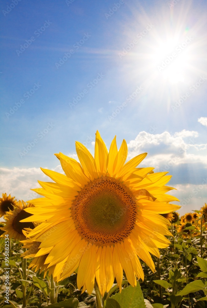 Sunflower in the Field at Sunny Day