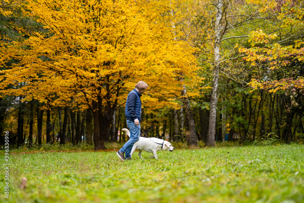 Retriever and man are running in park. Golden leaves on trees. Fabuluos autumn.