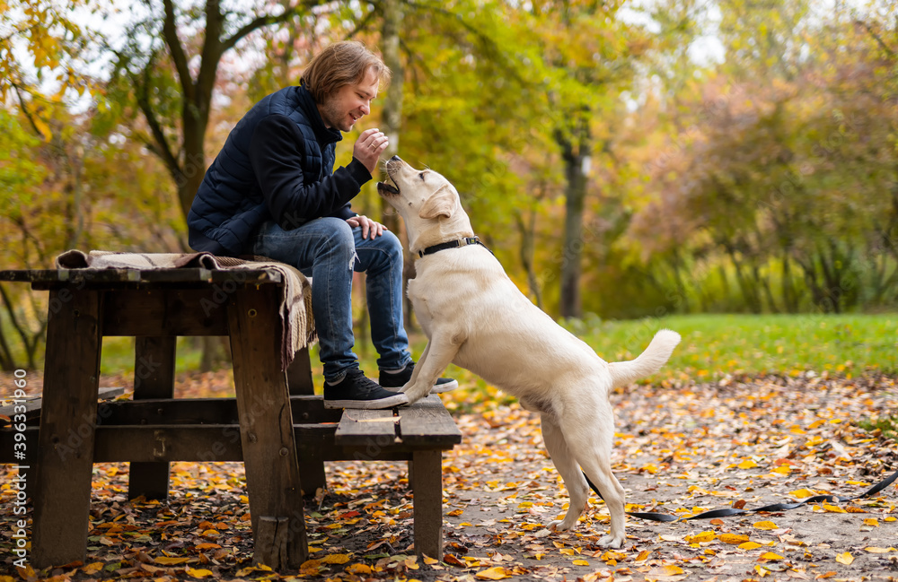 男人坐在公园的长椅上。拉布拉多犬站在公园主人附近。美丽的金秋背景