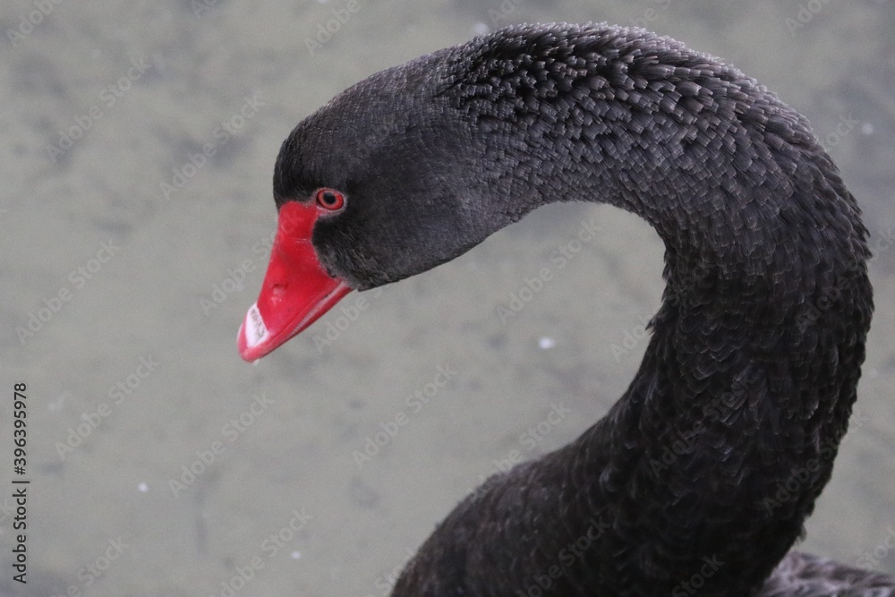 Cygne noir