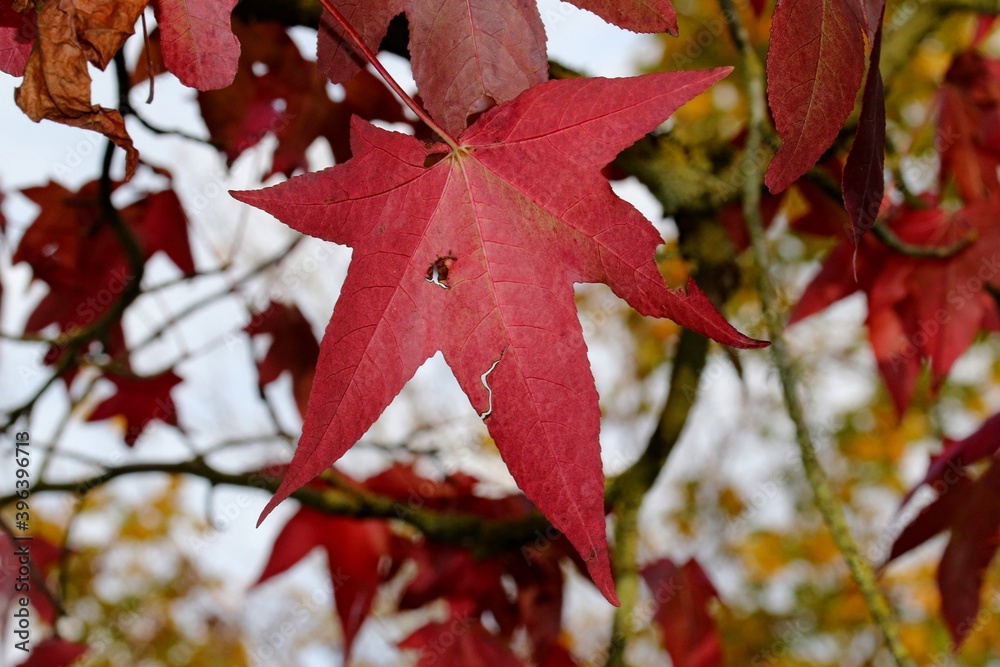 FEUILLES