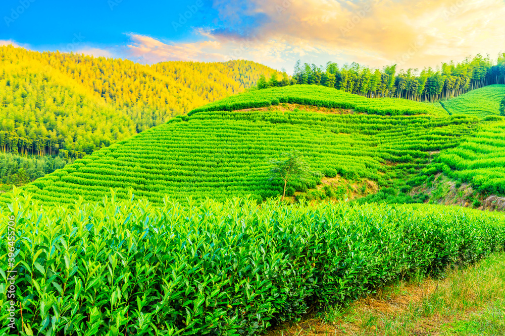 日落时分的茶园和竹林，绿色的自然背景。