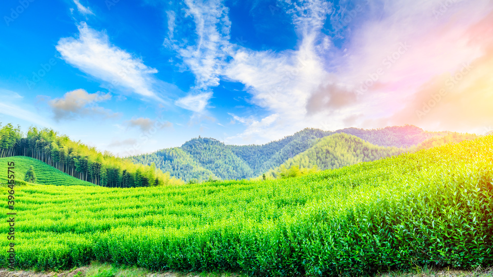 日落时的茶园和竹林，绿色的自然背景。