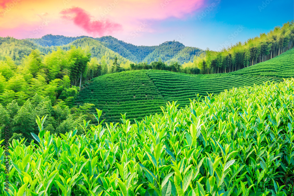 Tea plantations and bamboo forest at sunset,green natural background.