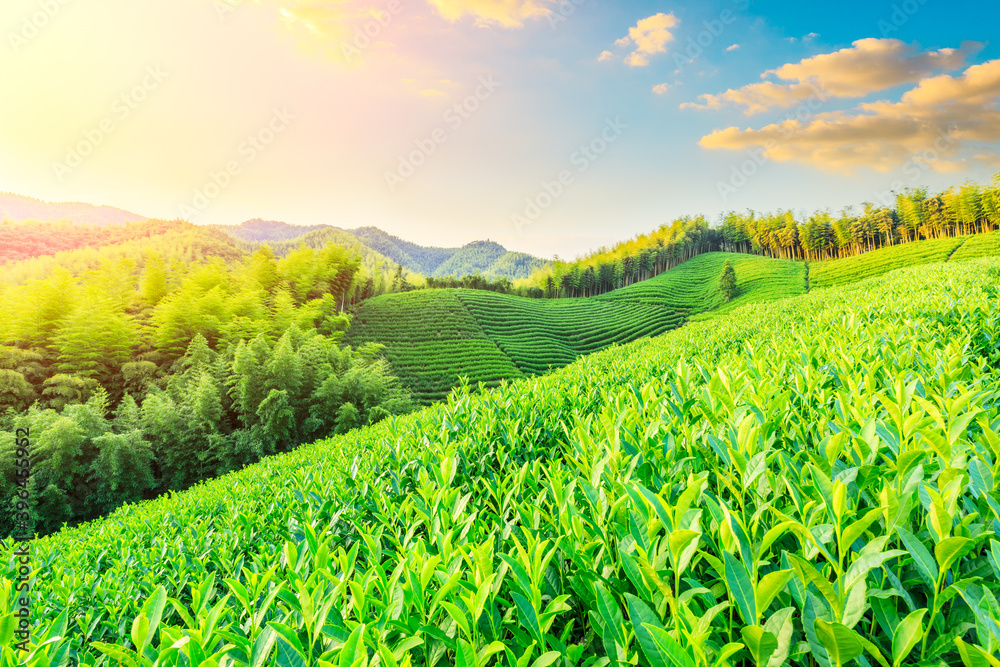 日落时的茶园和竹林，绿色的自然背景。