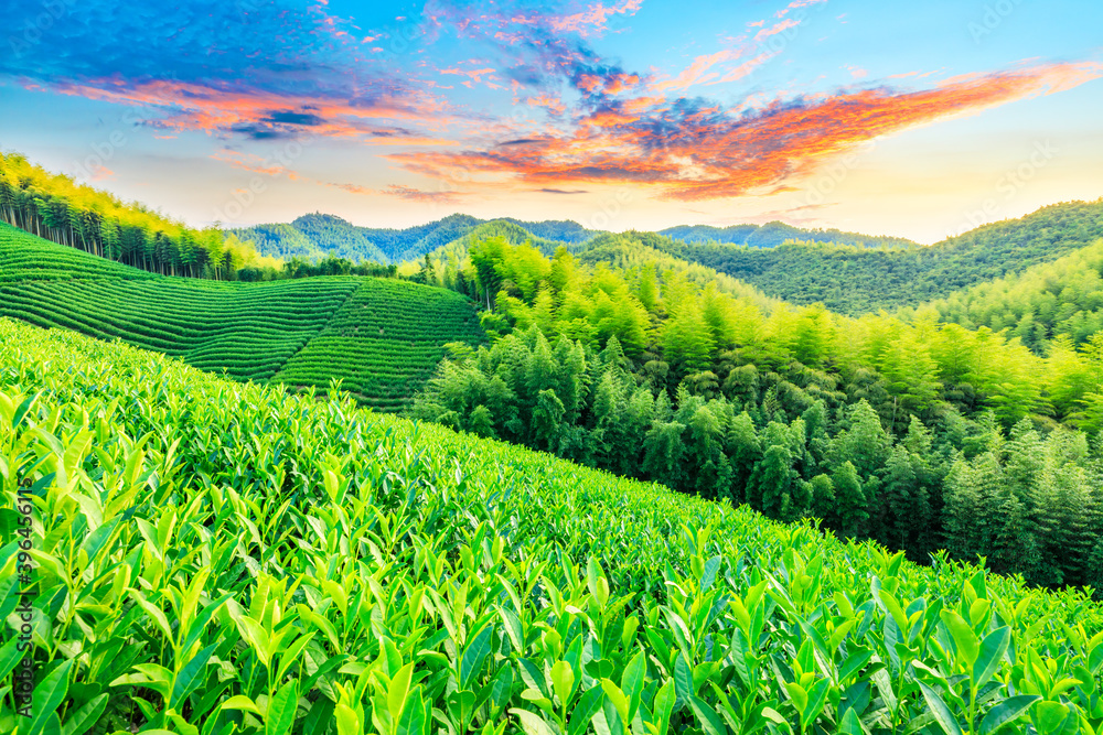 日落时的茶园和竹林，绿色的自然背景。