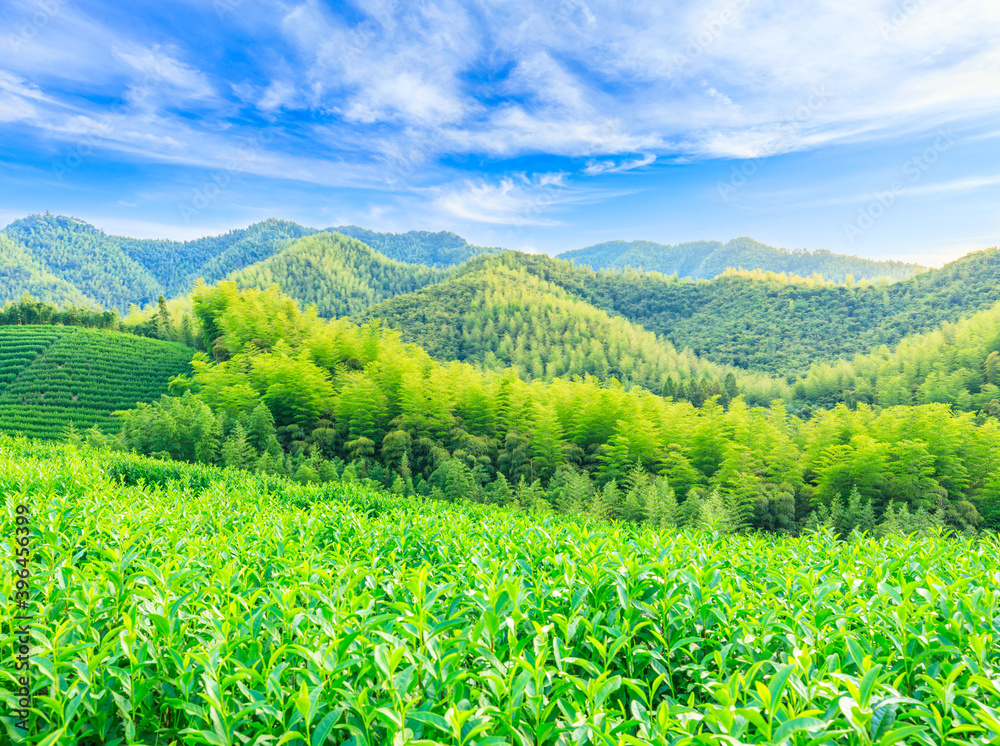 绿茶种植园和竹林景观。