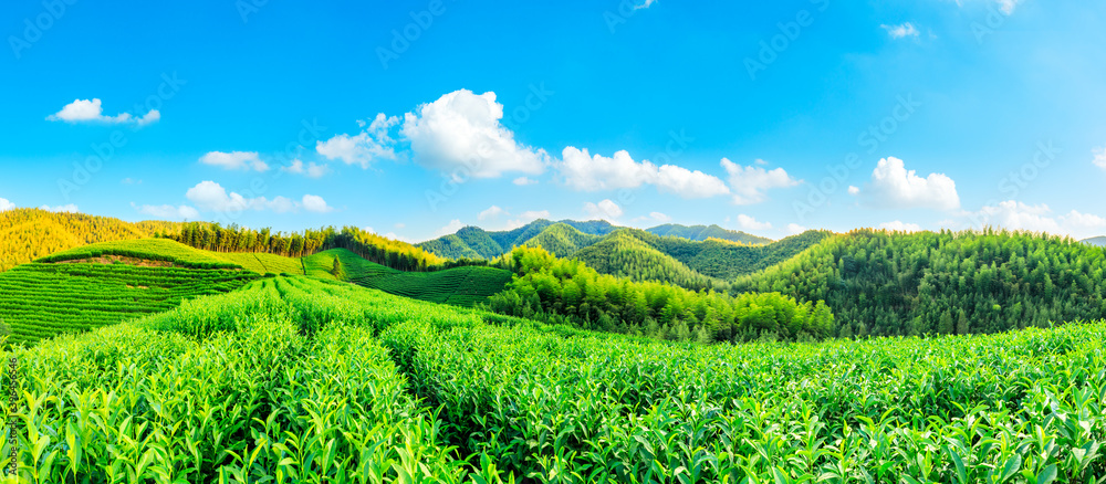 绿茶种植园和竹林景观。