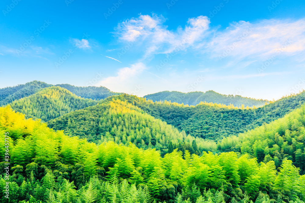 Green tea plantation and bamboo forest landscape.