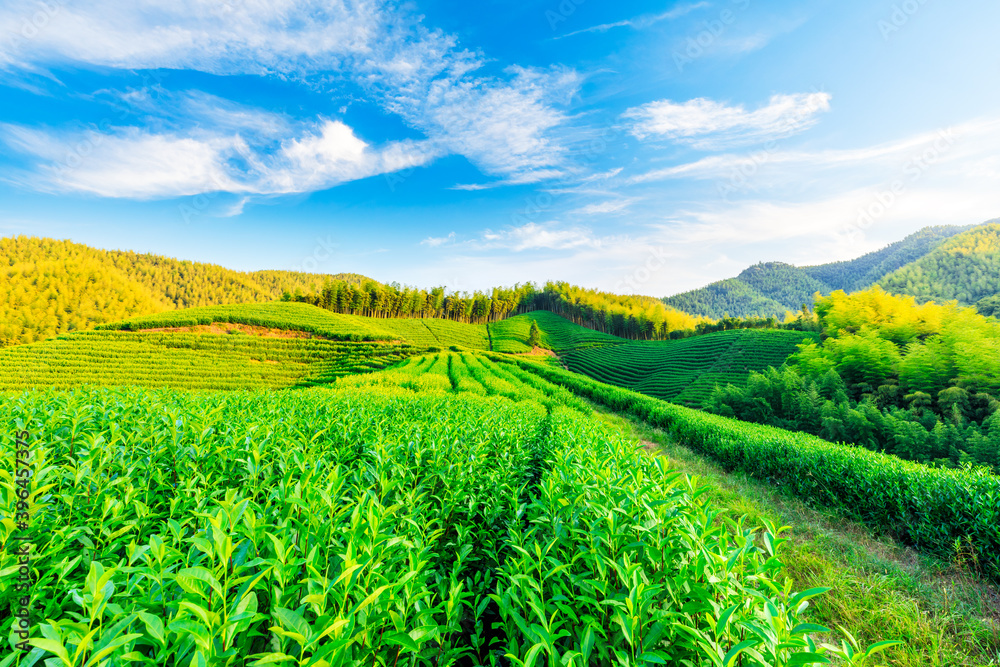 绿茶种植园和竹林景观。