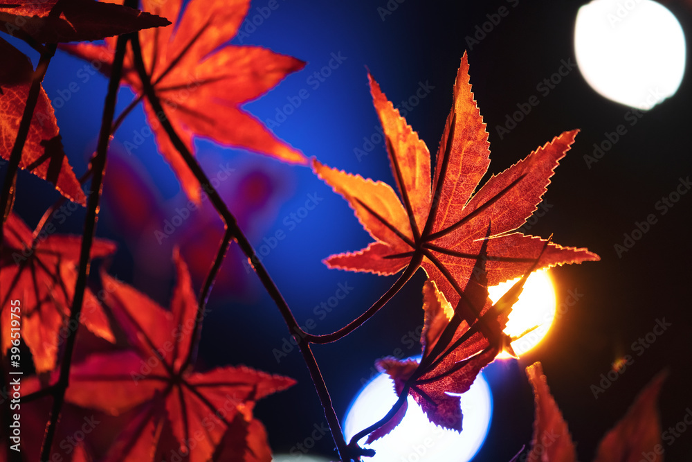 Orange maple leaves autumn background