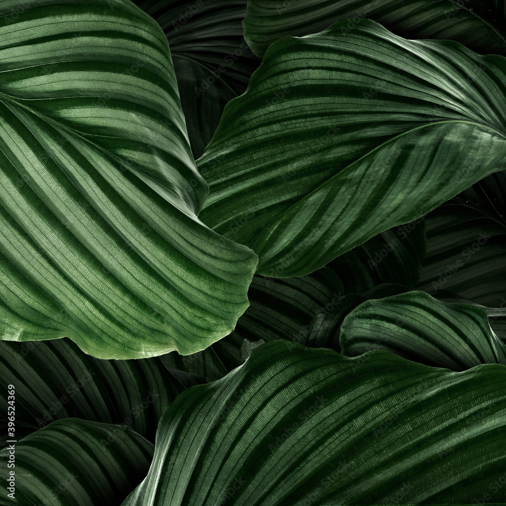 Calathea Orbifolia green natural leaves background