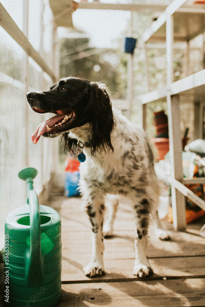 温室里的英国塞特犬