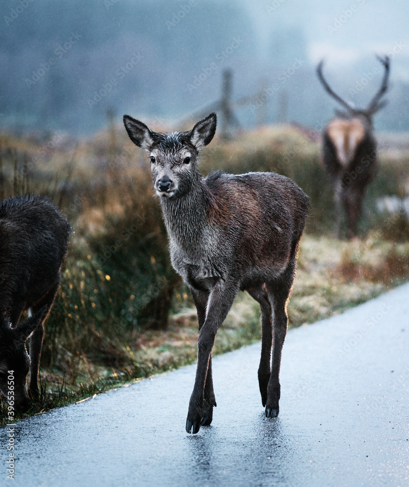 Deers on the road at Glen Etive, Scotland