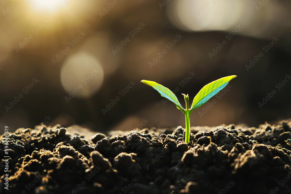 young plant growing on dirt with sunshine in nature. eco earthday concept