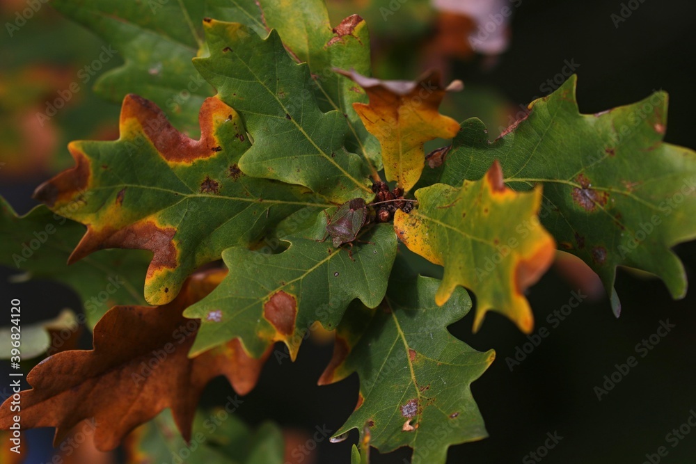 feuille