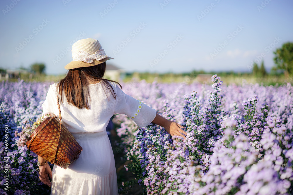 亚洲年轻快乐的旅行者亚洲女人穿着连衣裙在加纳的玛格丽特·阿斯特花田上观光