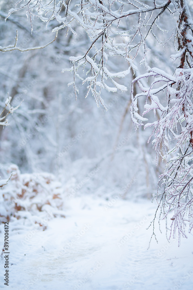 Beautiful winter forest after heavy first snow