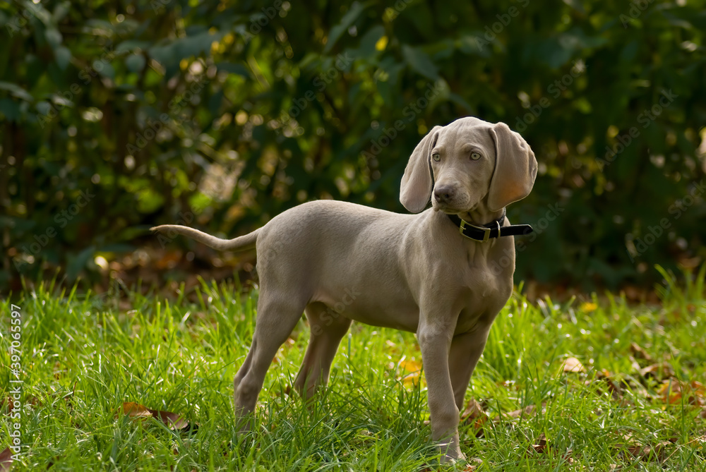 Purebred Weimaraner puppy on green lawn. Young weimar dog standing on green grass and looking at cam