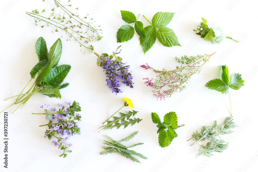 各种新鲜的花园草本植物，山茱萸，蒲公英，Glechoma，柠檬风油精，覆盆子