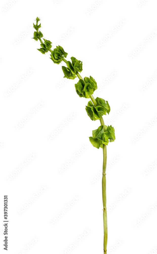 单壳花又名马鹿科（Moluccella laevis）茎，分离于白色背景。