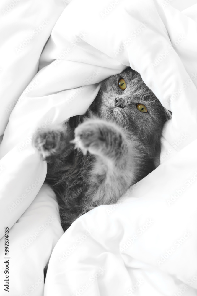 Cute cat lying in soft bed. Concept of heating season