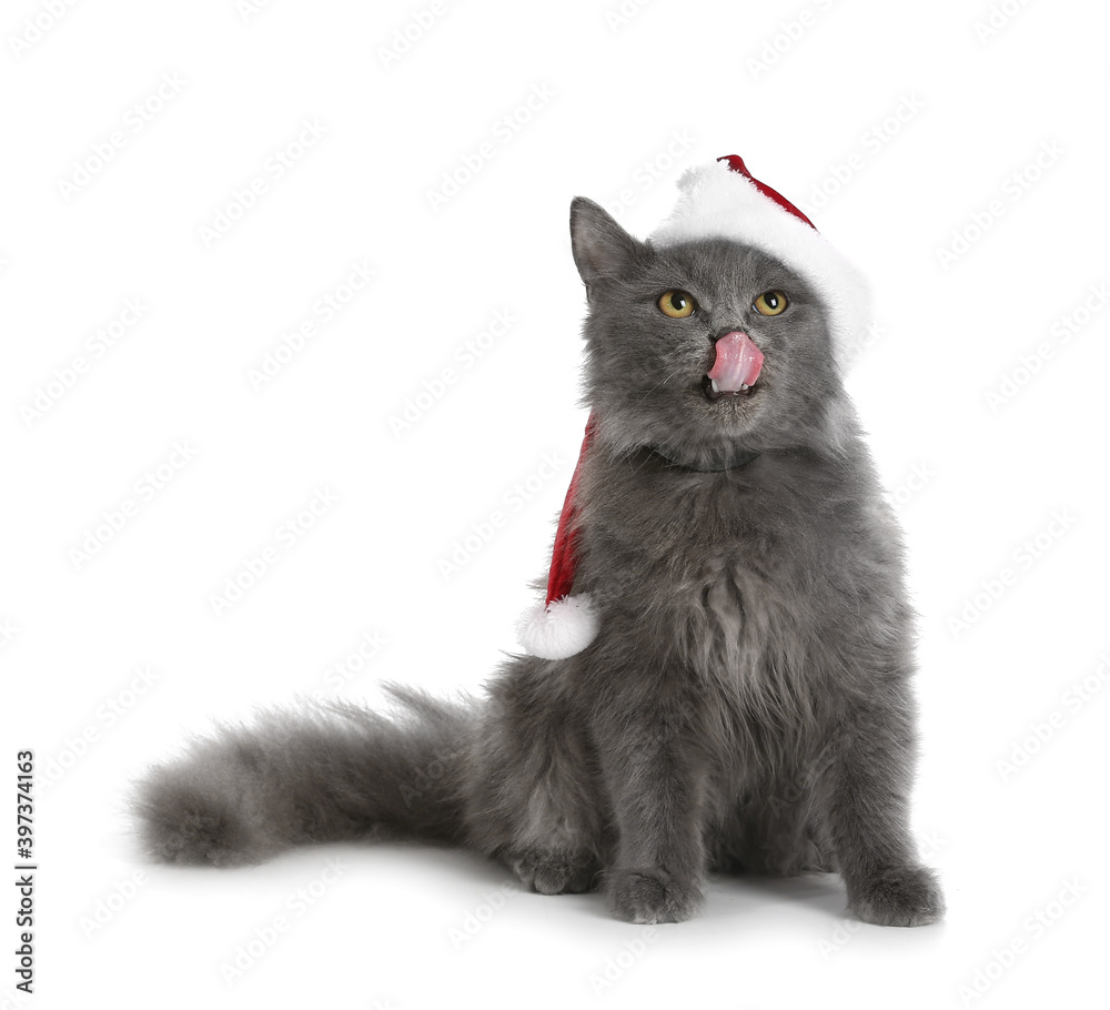 Cute cat wearing Santa Claus hat on white background. Concept of heating season