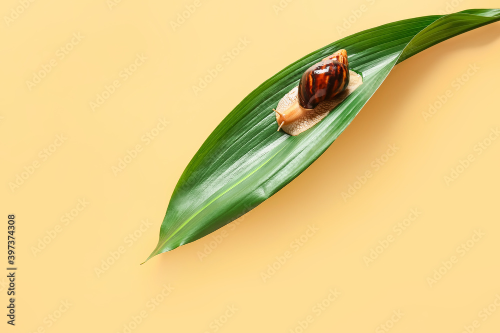 Snail and green leaf on color background