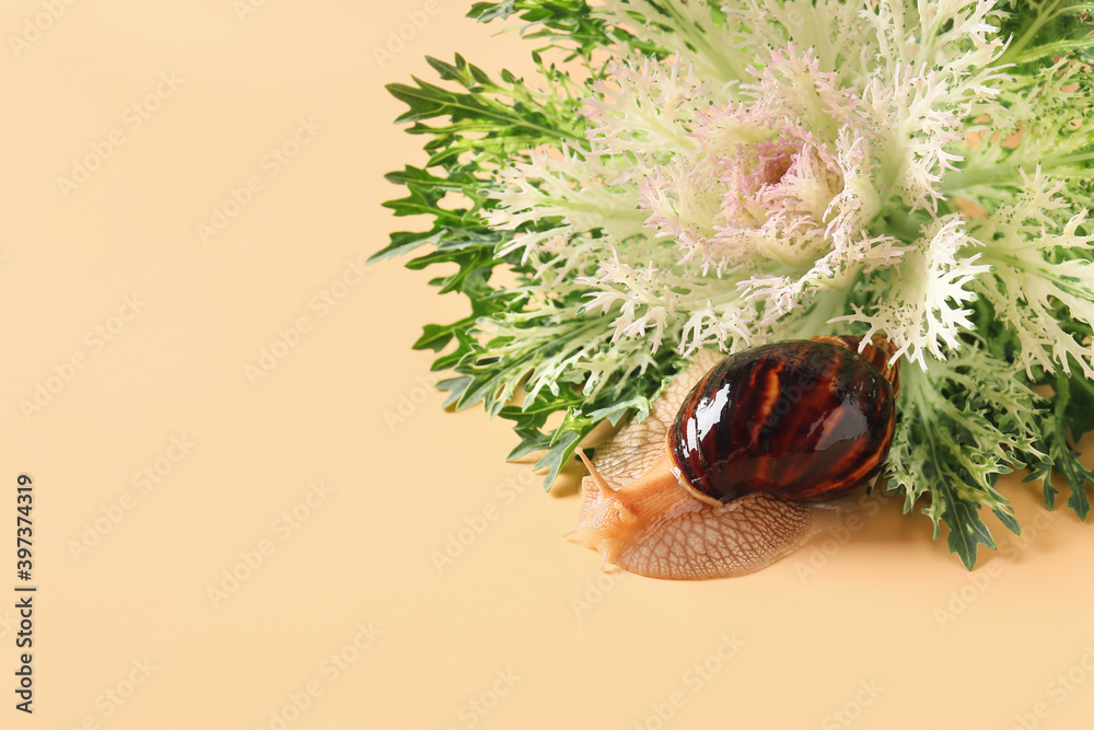 Snail and green plant on color background