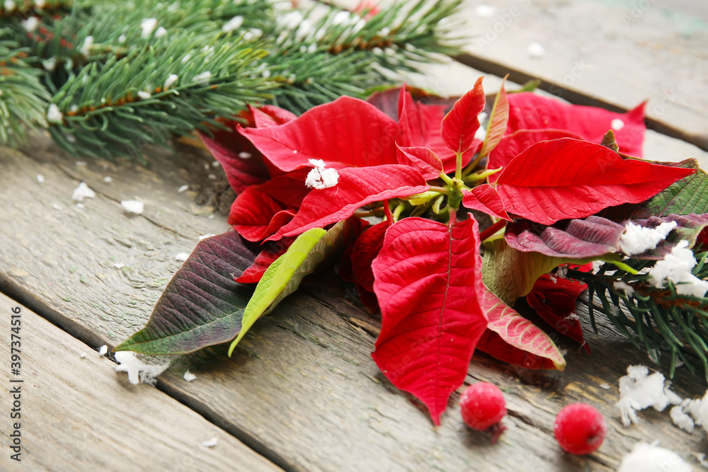 Flowers of Christmas plant poinsettia and decor on wooden background