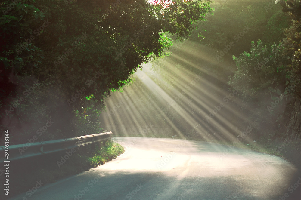 Rays of morning sunlight penetrating the leaves of trees and the mist rising into the air.natural la