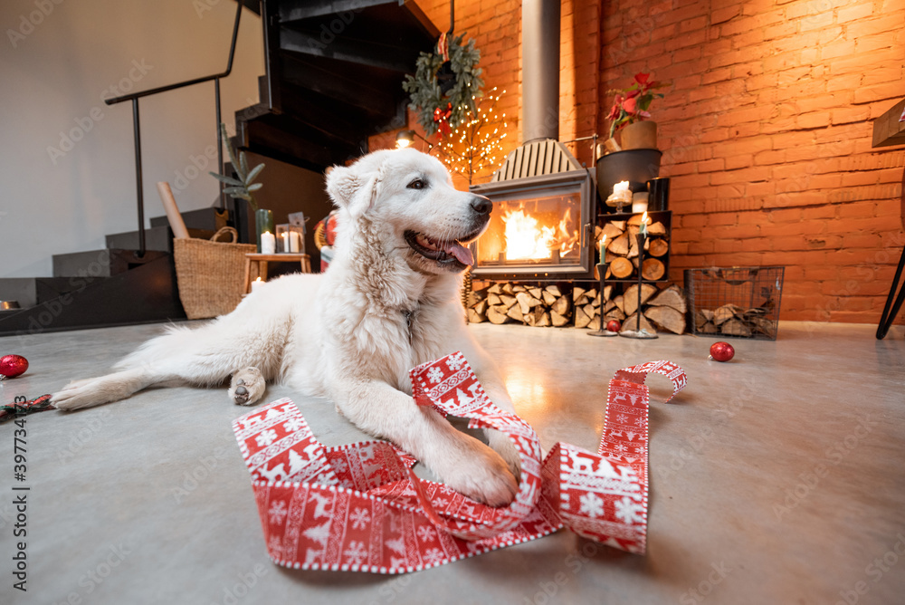 Portrait of a cute white dog lying with festive ribbon near the fireplace during a New Year holidays