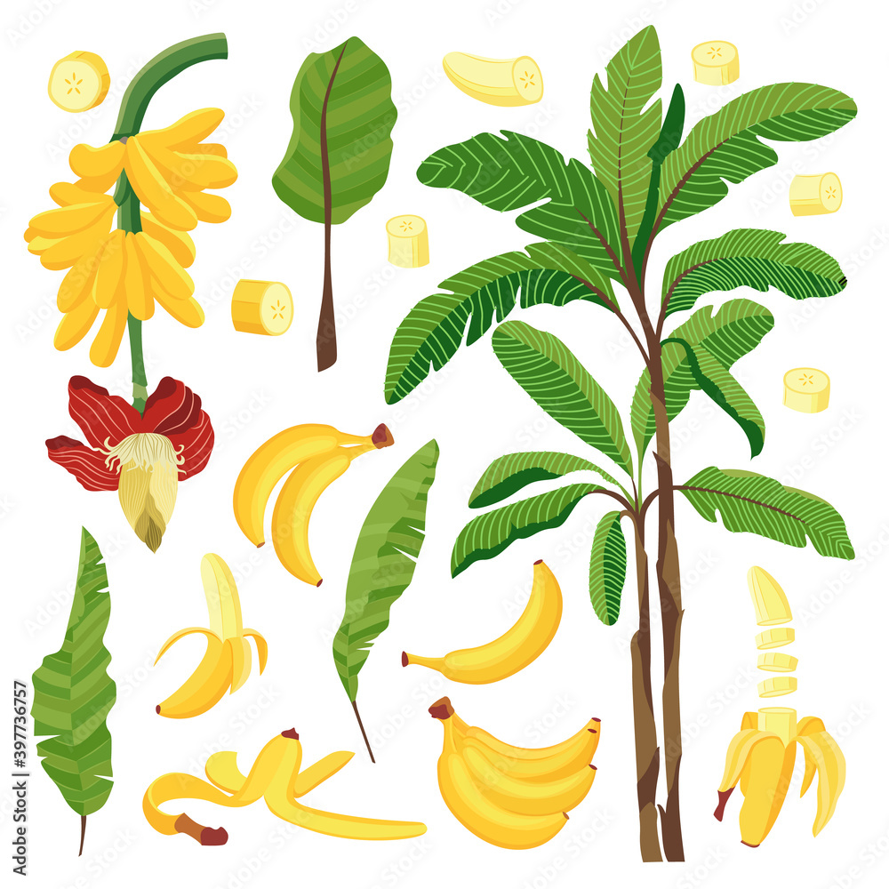 Bananas yellow ripe fruit, palms, leaves a set of flat vector illustrations