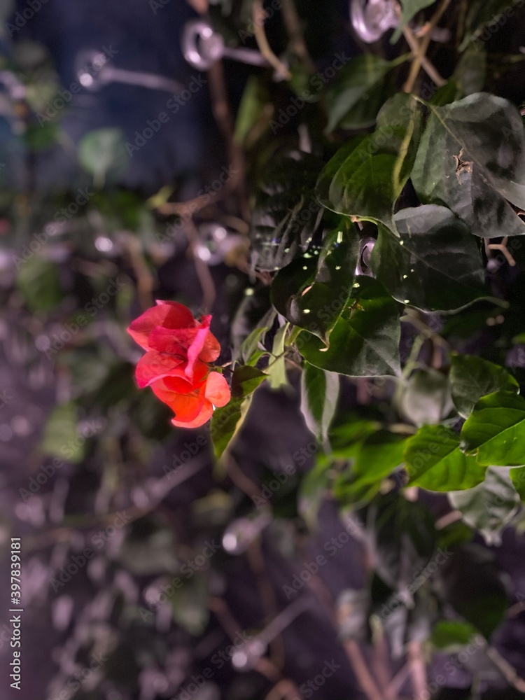 butterfly on a flower