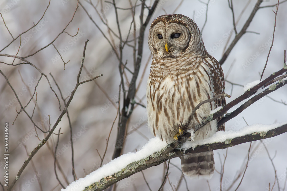 越冬的Barred Owl