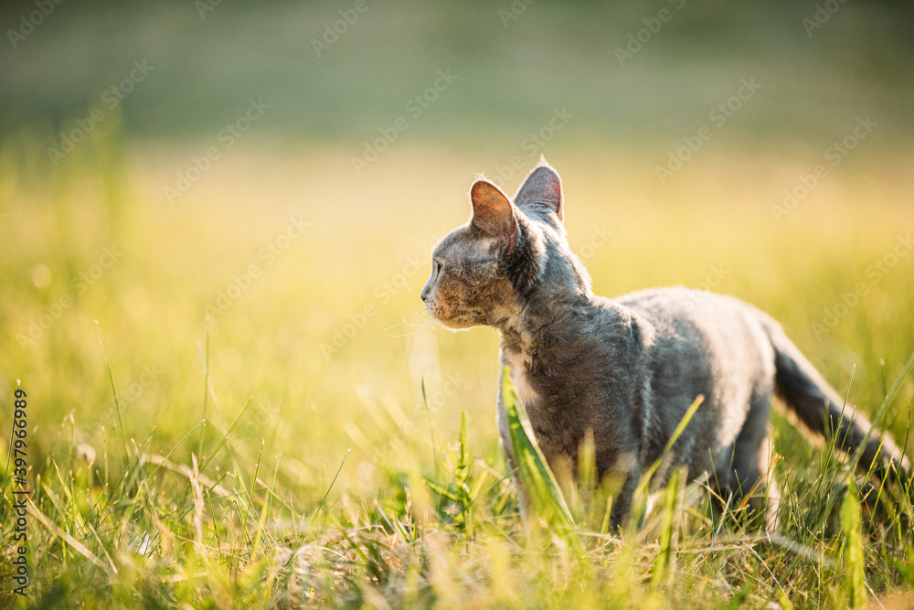 坐在绿草中的年轻灰德文雷克斯猫。英国品种的短毛猫。复制空间