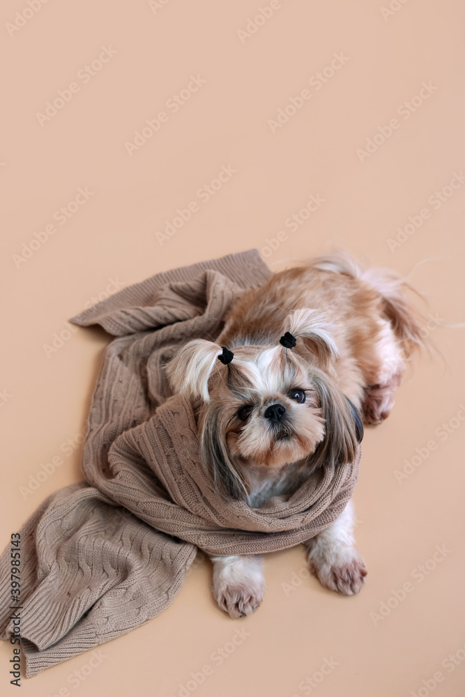 Cute dog with warm plaid on color background. Concept of heating season