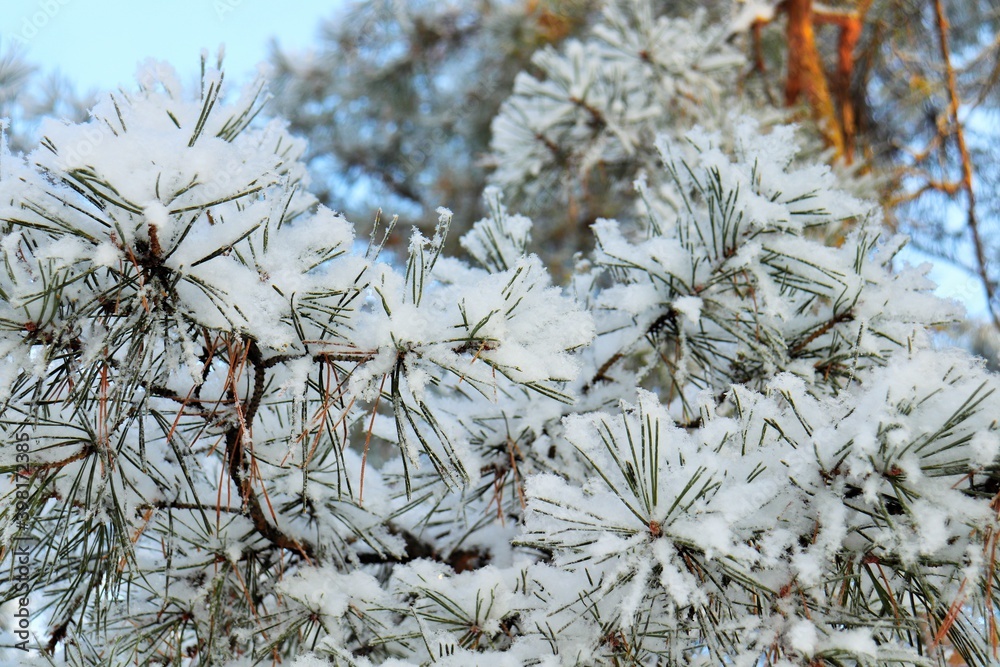 松枝上覆盖着蓬松的雪花