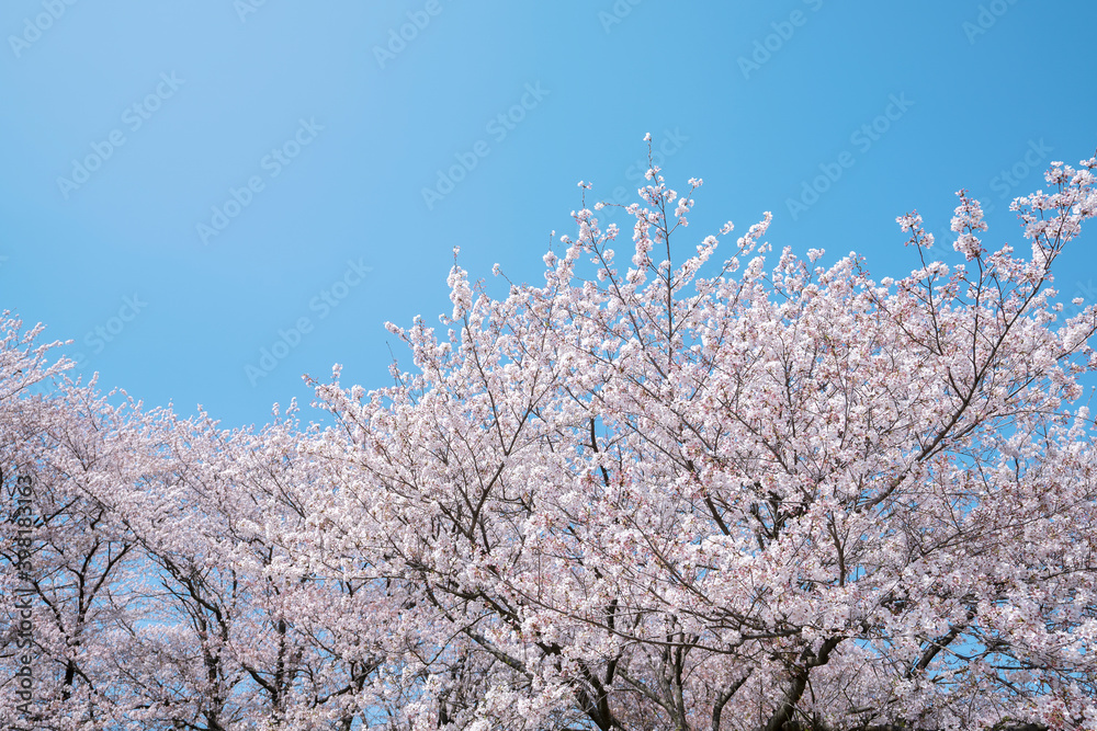 桜　染井吉野