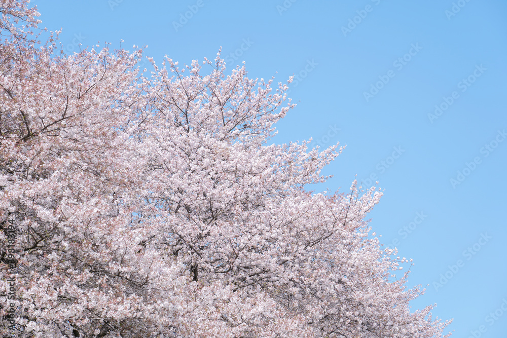 桜　染井吉野